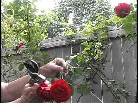 deadheading roses diagram