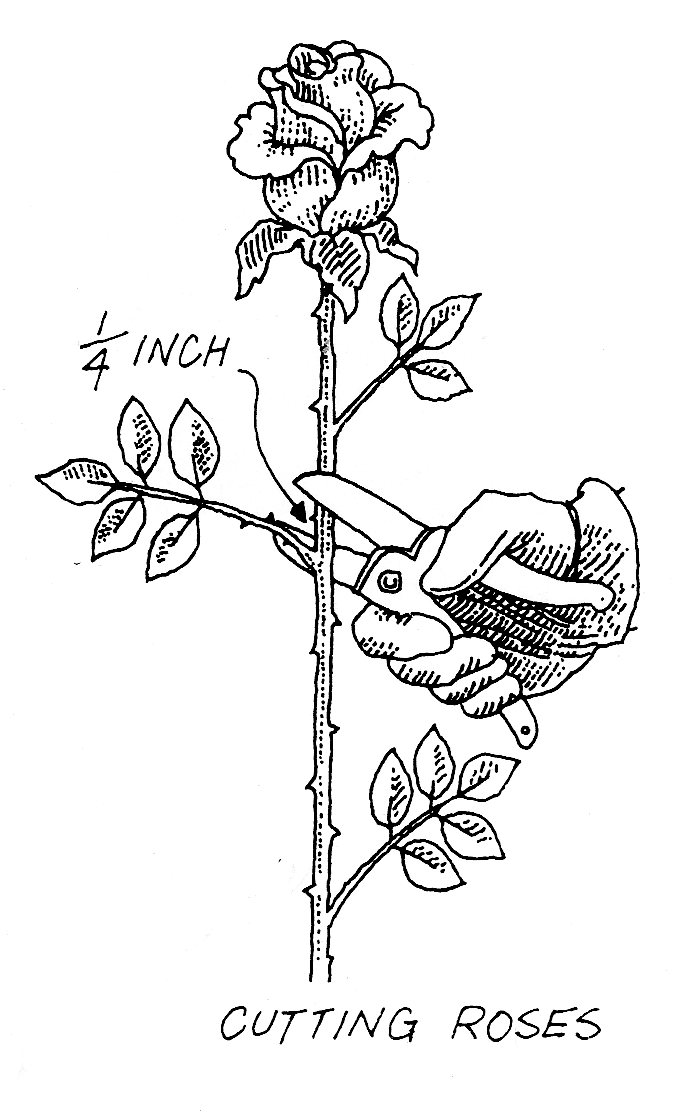deadheading roses diagram