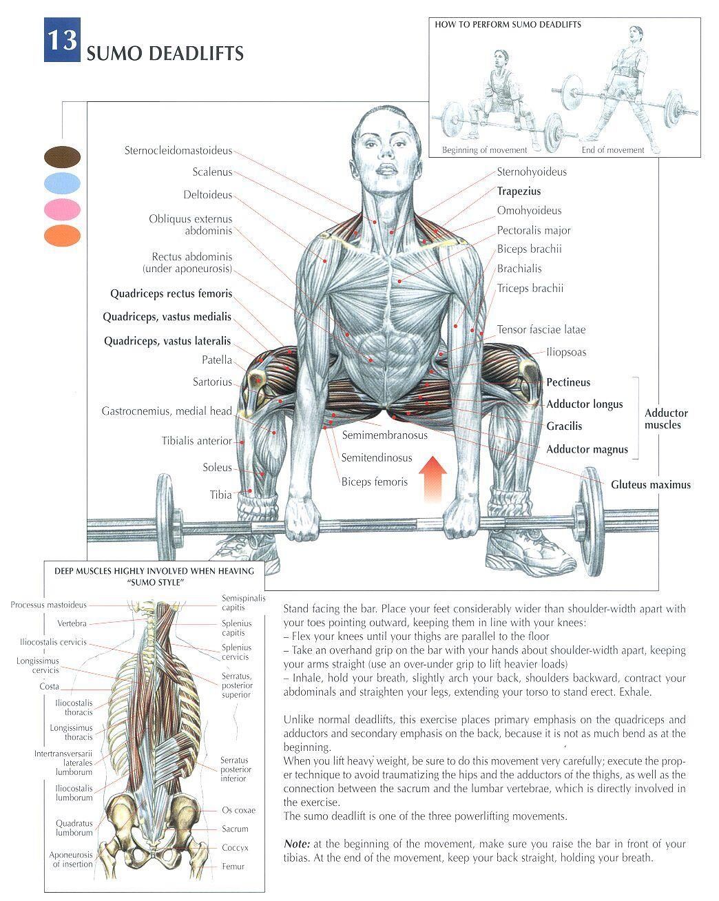 deadlift muscles worked diagram