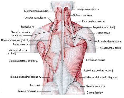 deadlift muscles worked diagram