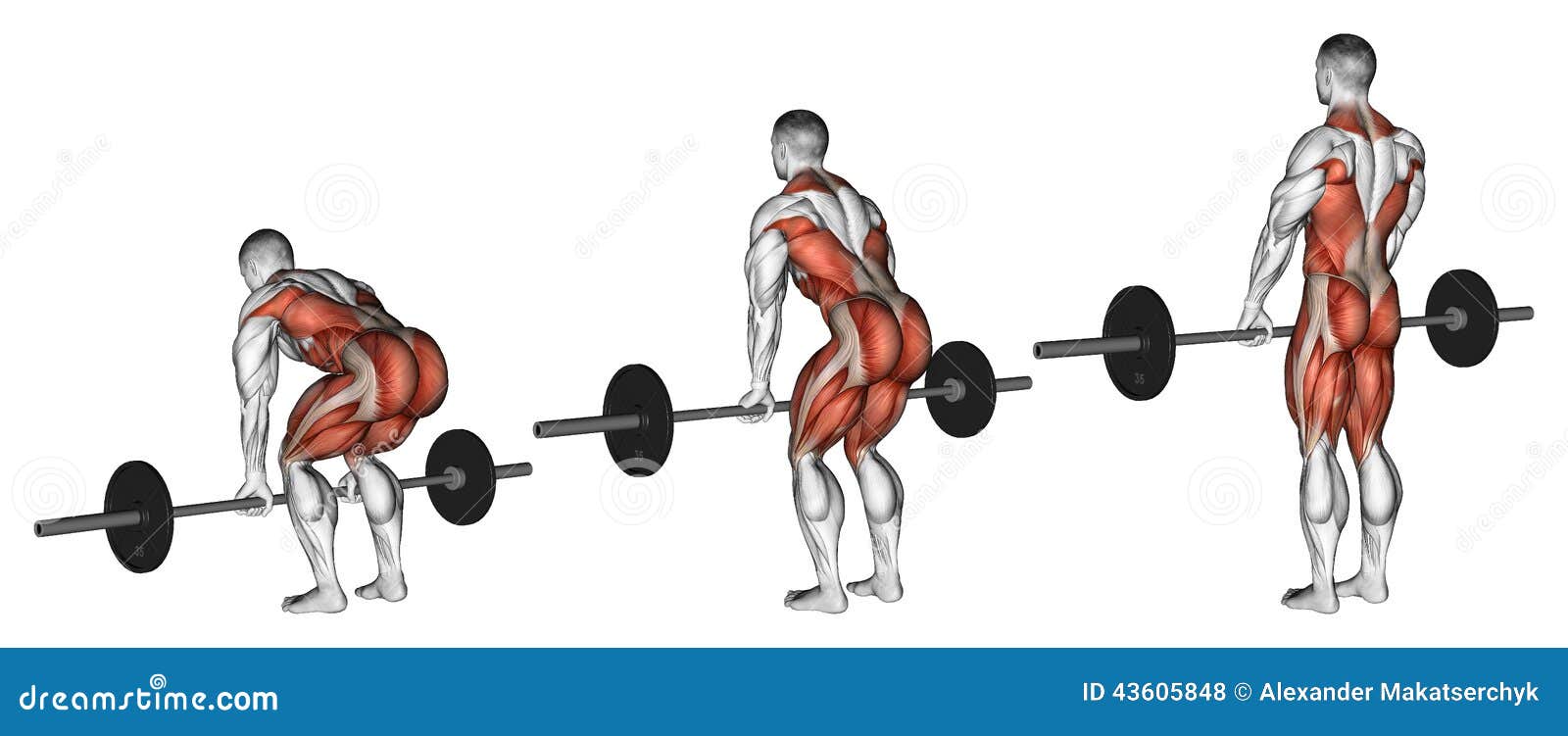 deadlift muscles worked diagram