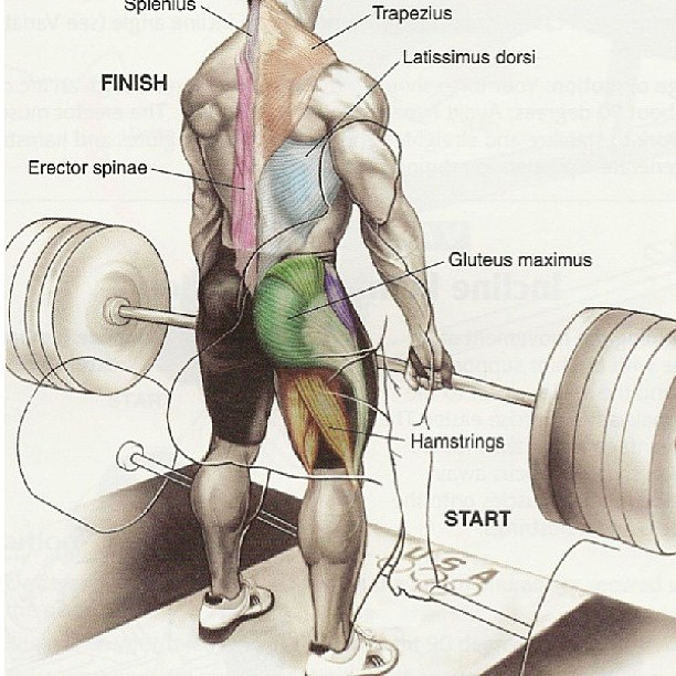 deadlift muscles worked diagram
