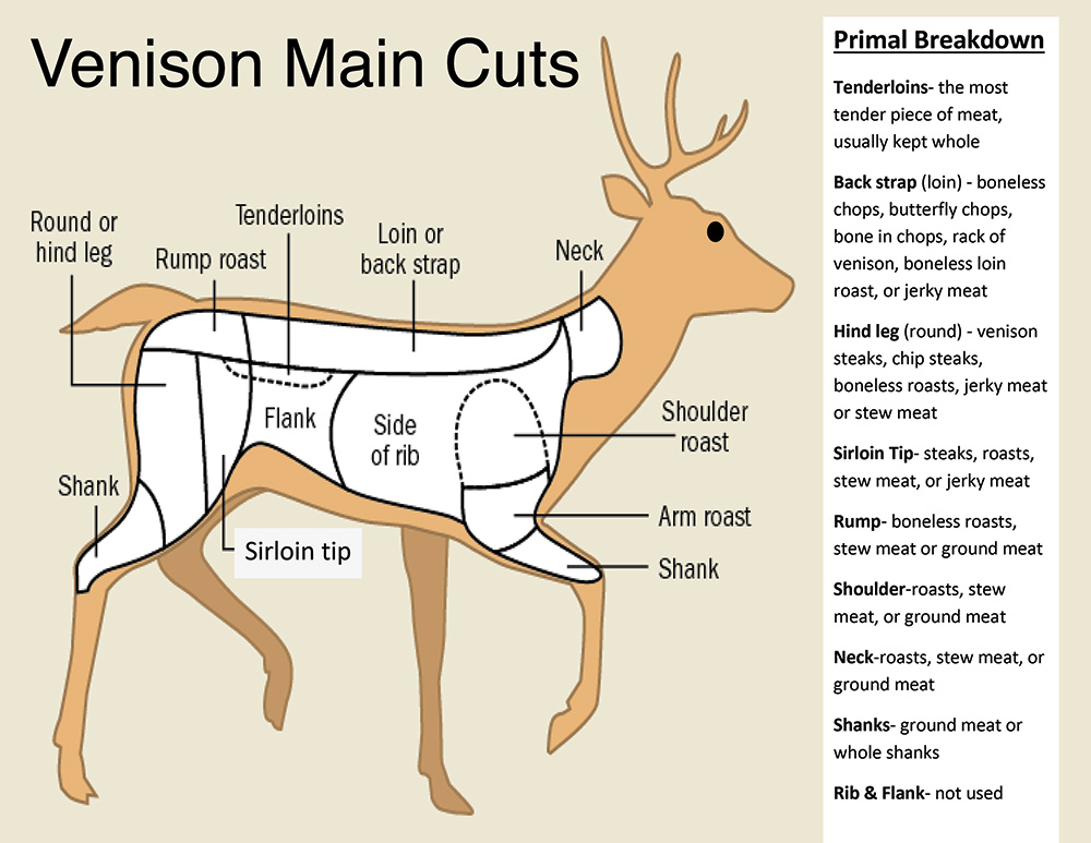 deer backstrap diagram