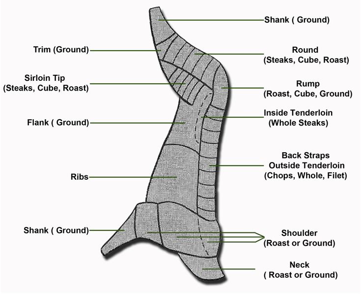 deer backstrap diagram