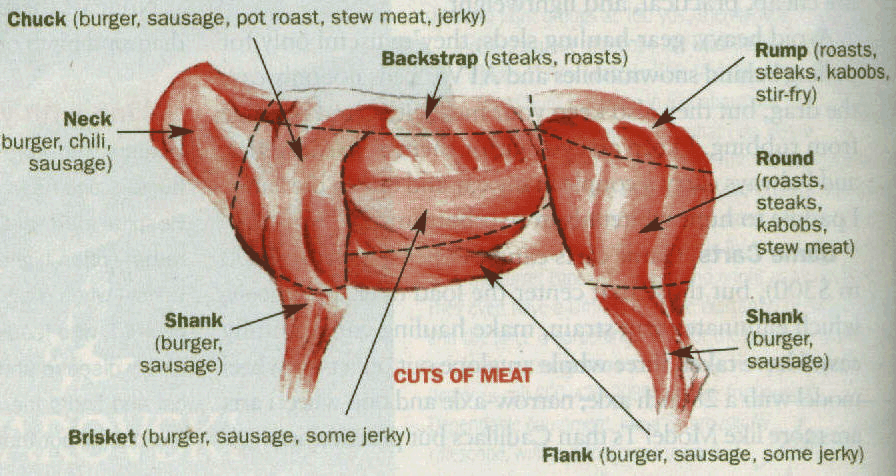 deer butchering diagram
