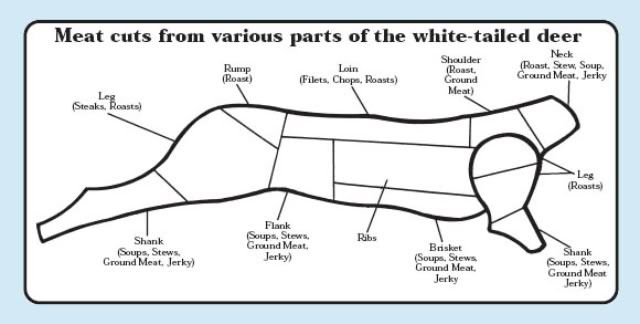 deer butchering diagram