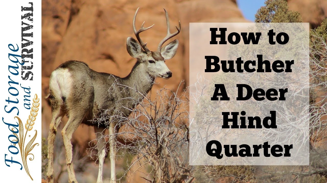 deer hind quarter diagram