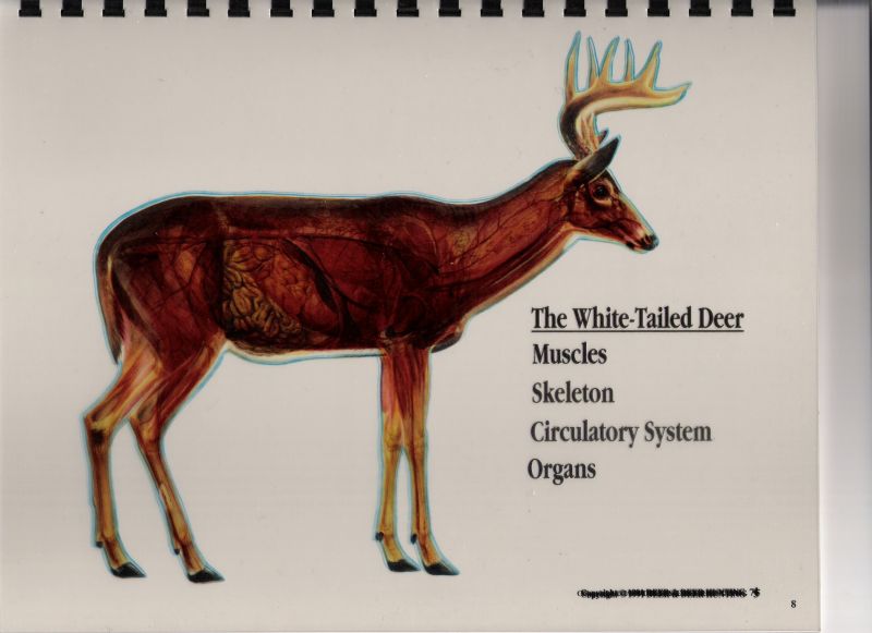 deer vitals diagram