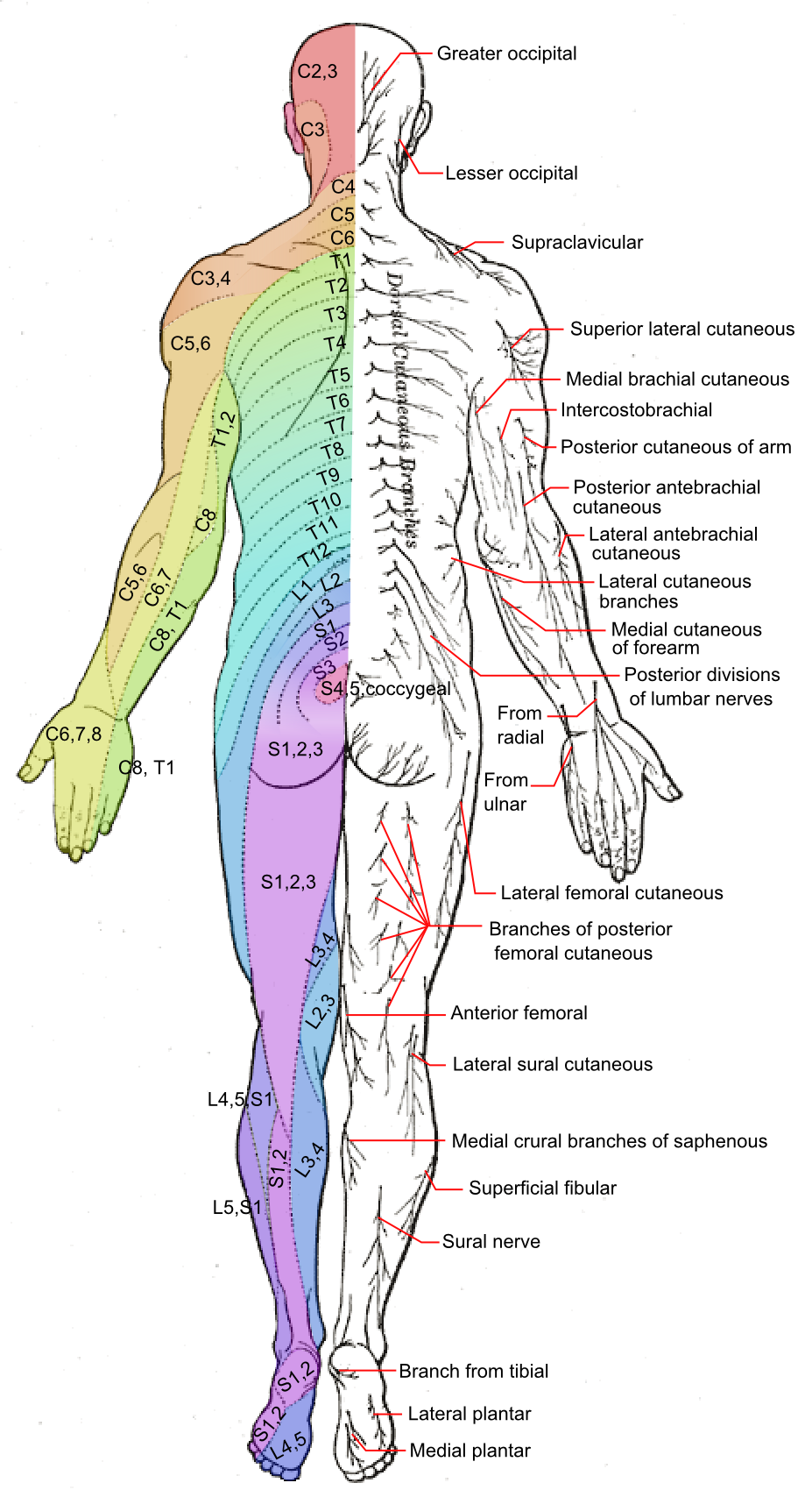 dermatone diagram dermatone diagram