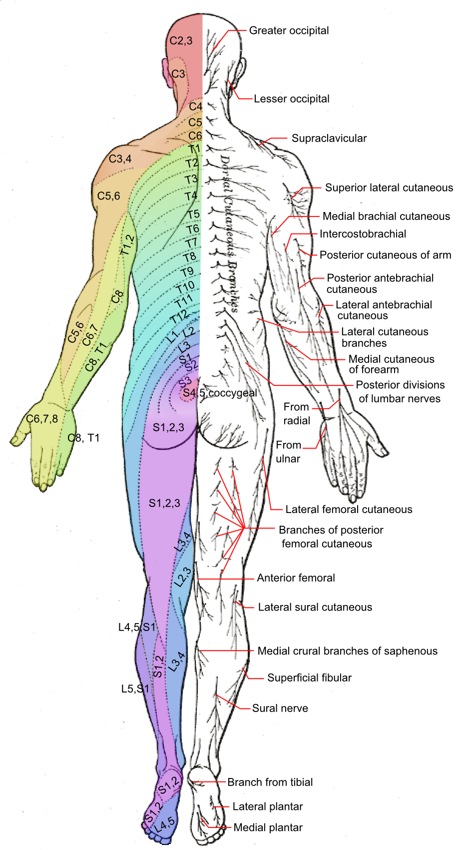 dermatone diagram