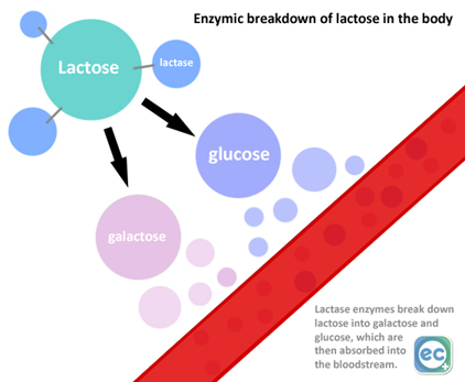 diagram and describe the lactose and lactase reaction