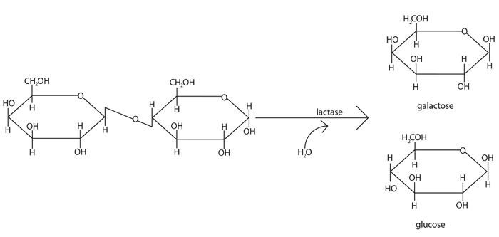 diagram and describe the lactose and lactase reaction