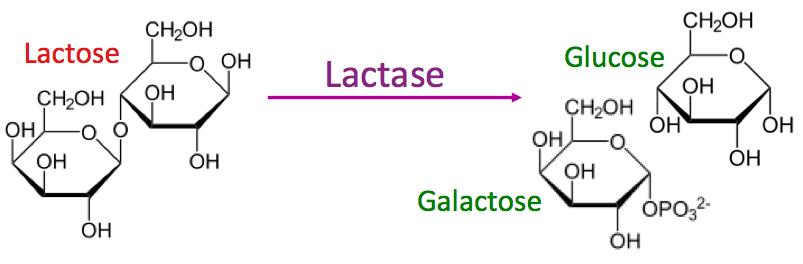 diagram and describe the lactose and lactase reaction