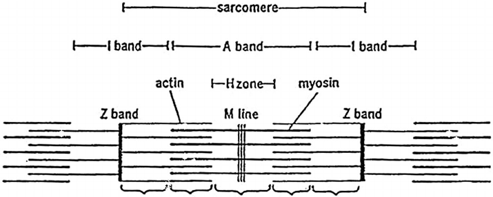 diagram of a sarcomere