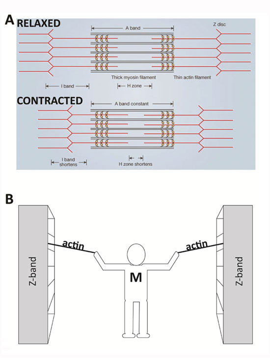 diagram of a sarcomere