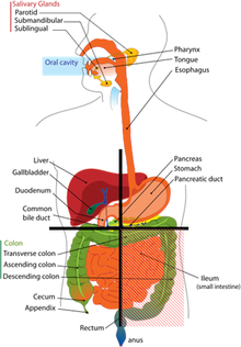 diagram of abdomen quadrants