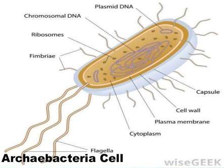 diagram of archaebacteria