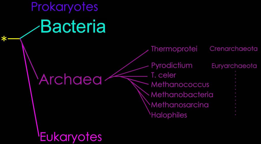 diagram of archaebacteria
