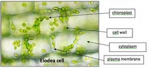 diagram of elodea cell