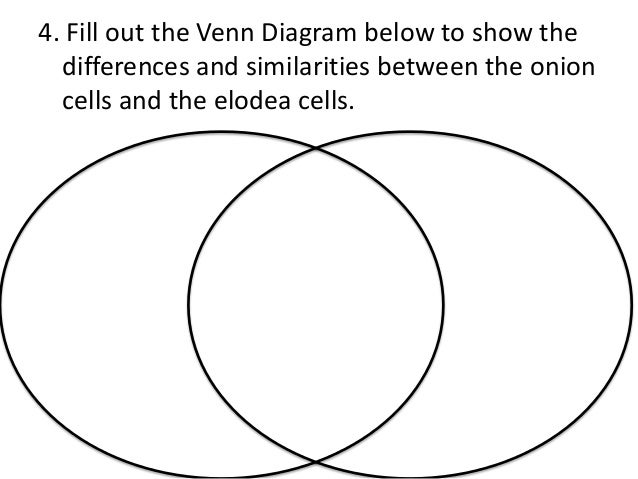 diagram of elodea cell