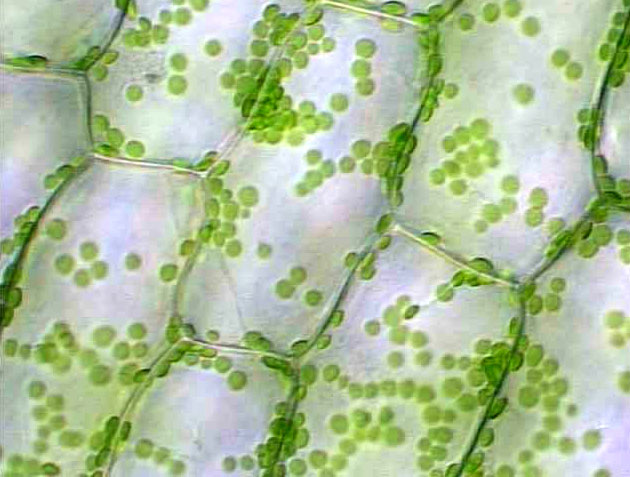 diagram of elodea cell