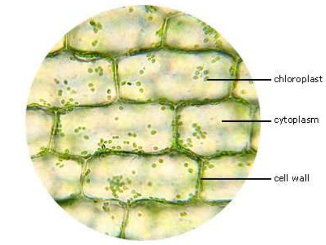 diagram of elodea cell