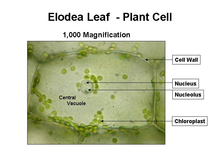 diagram of elodea cell