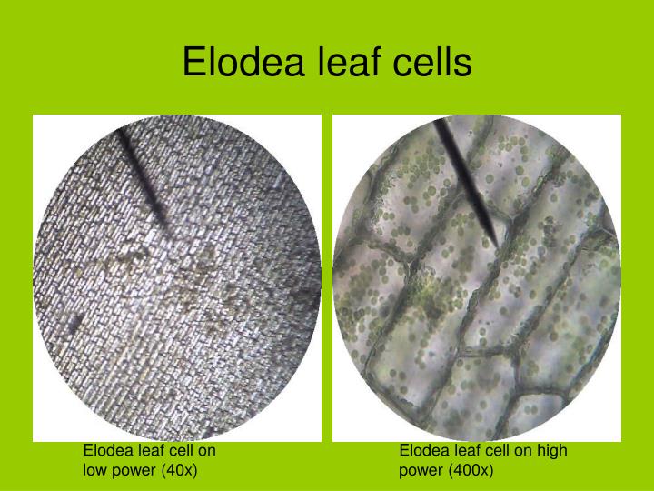 diagram of elodea cell