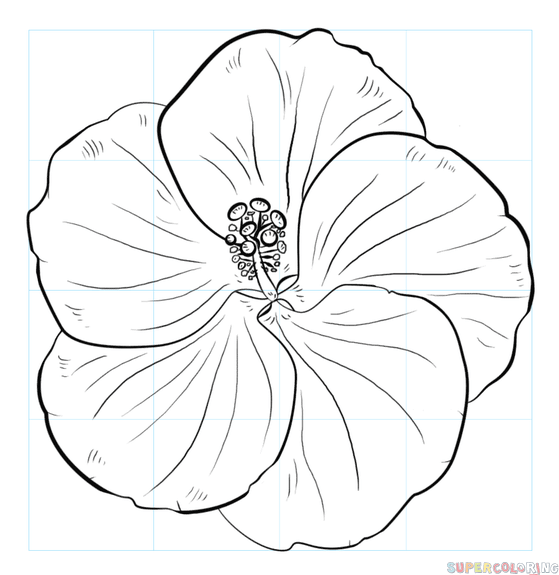 diagram of hibiscus flower with label