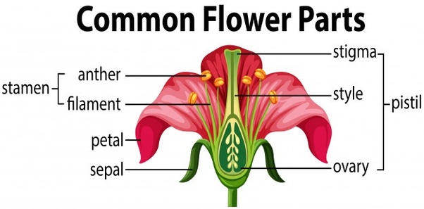 diagram of hibiscus flower with label