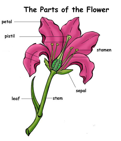 diagram of hibiscus flower with label