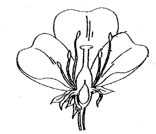 diagram of hibiscus flower with label