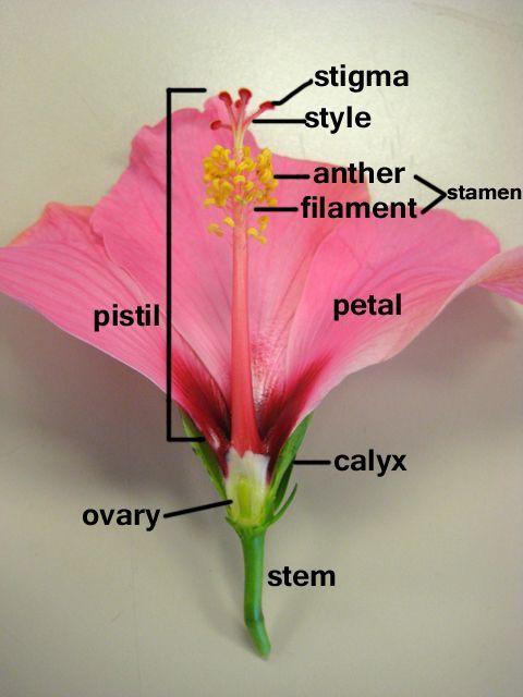 diagram of hibiscus flower with label
