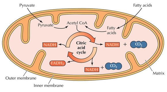 diagram of kreb cycle