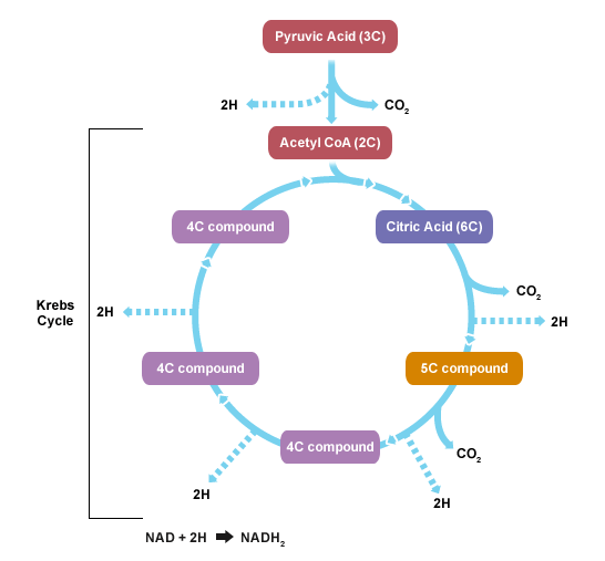 diagram of kreb cycle