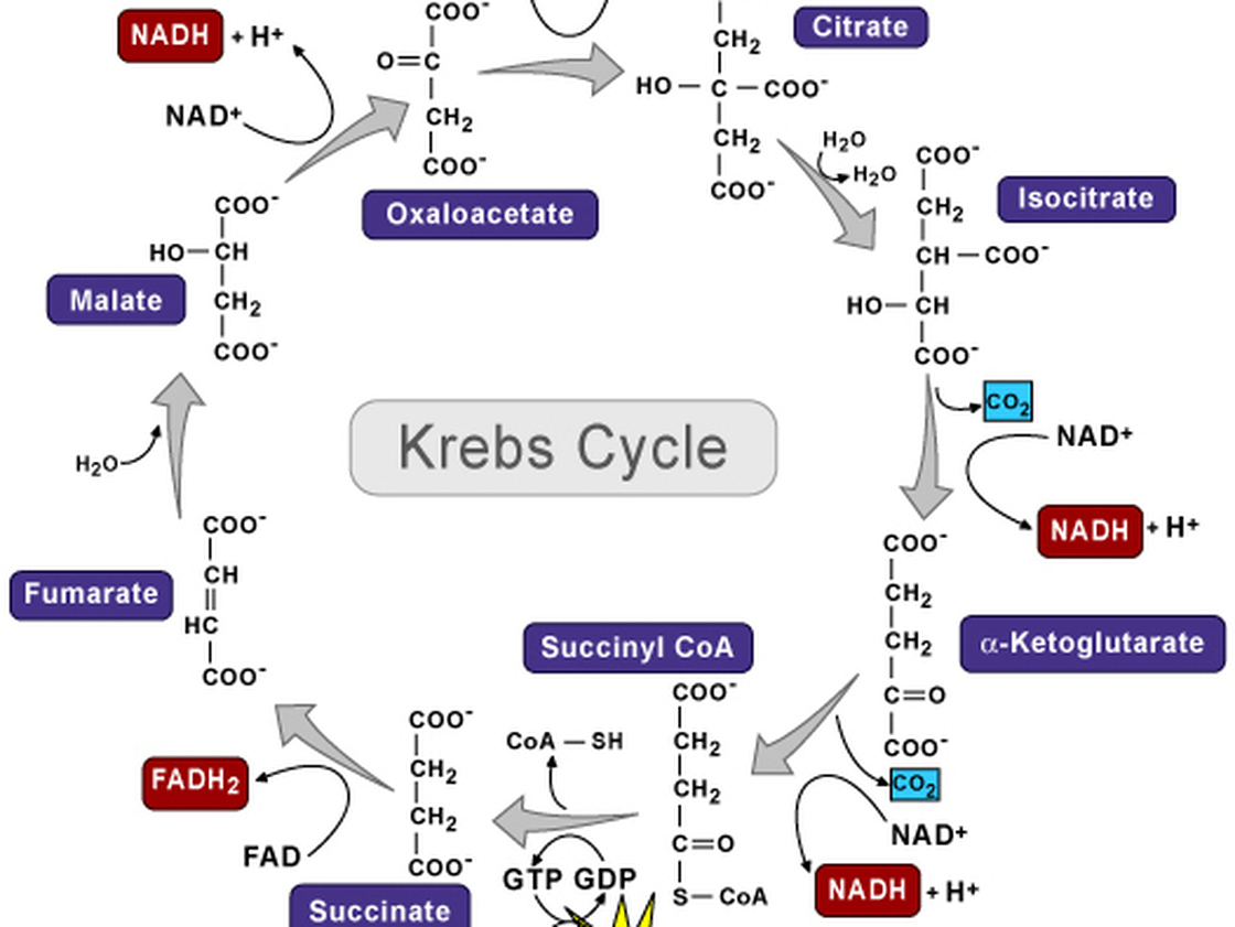 diagram of kreb cycle