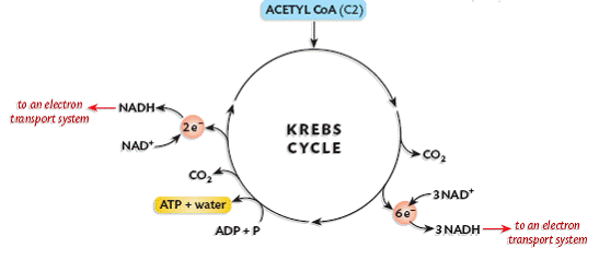 diagram of krebs cycle and glycolysis