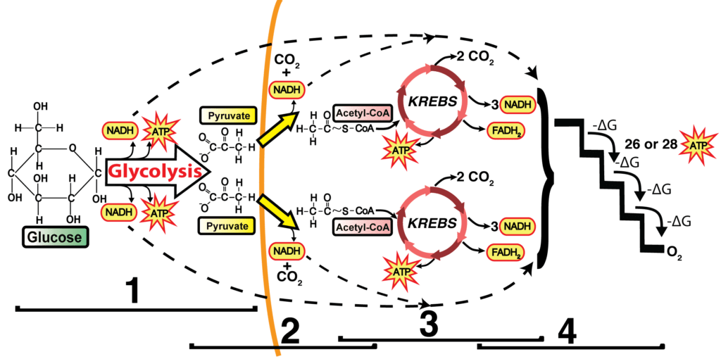 diagram of krebs cycle and glycolysis