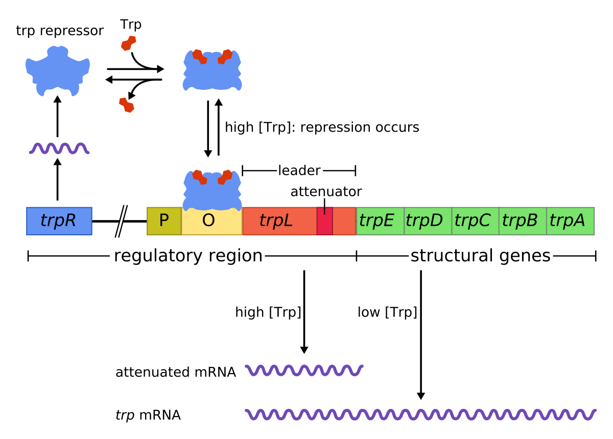 diagram of lac operon