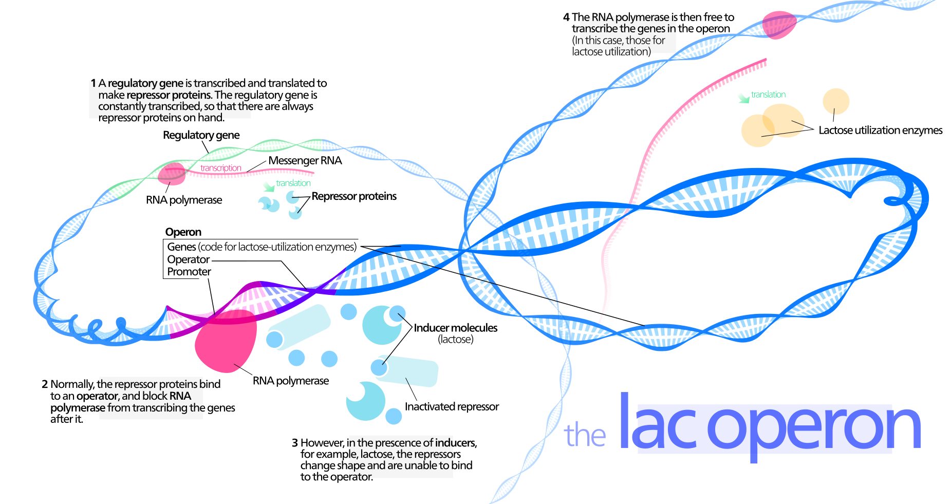 diagram of lac operon