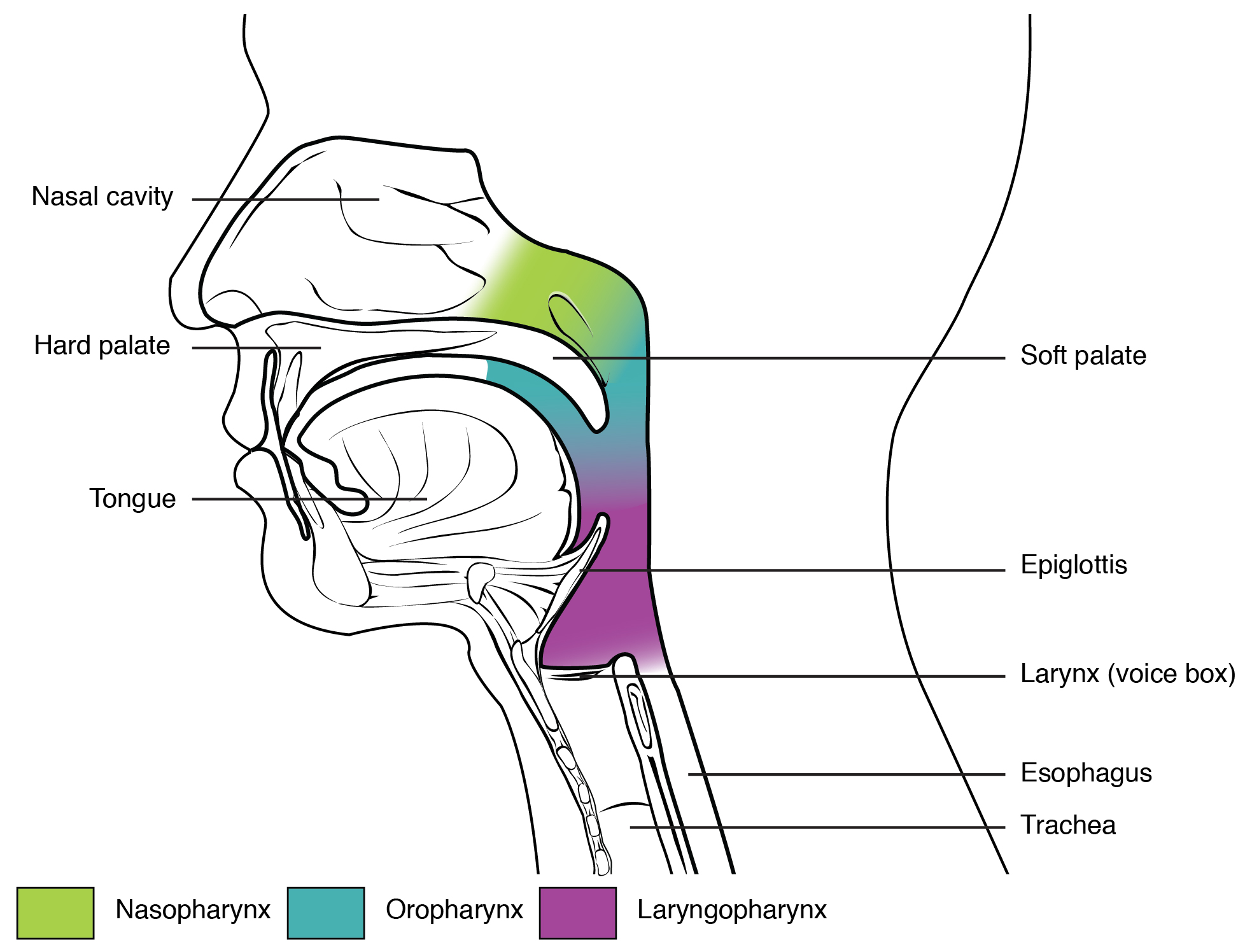 diagram of larynx with labeling