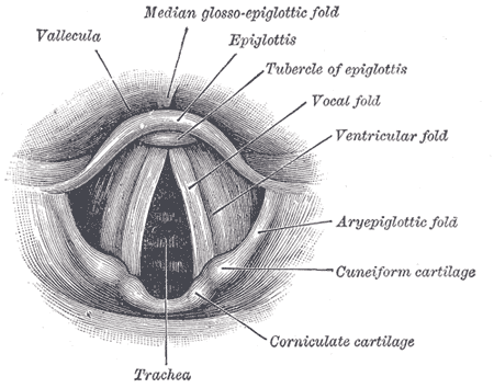 diagram of larynx with labeling