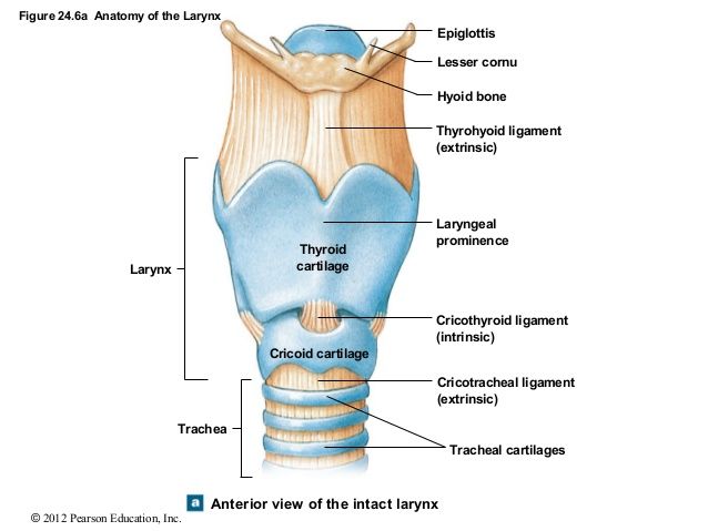 diagram of larynx with labeling