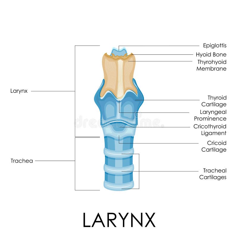 diagram of larynx with labeling