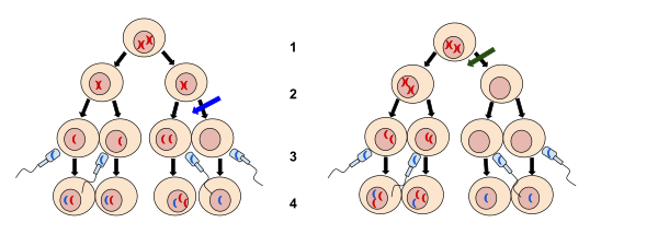 diagram of nondisjunction