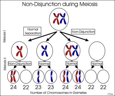 diagram of nondisjunction