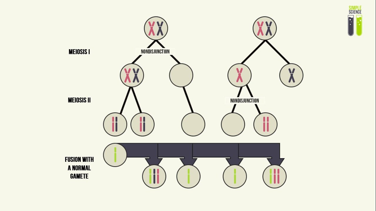 diagram of nondisjunction