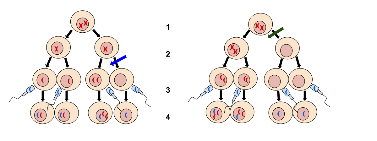 diagram of nondisjunction
