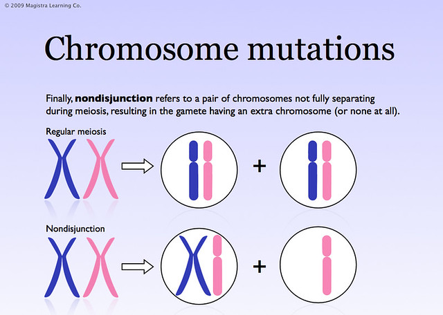 diagram of nondisjunction