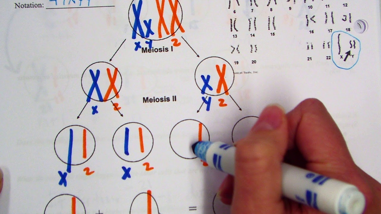 diagram of nondisjunction